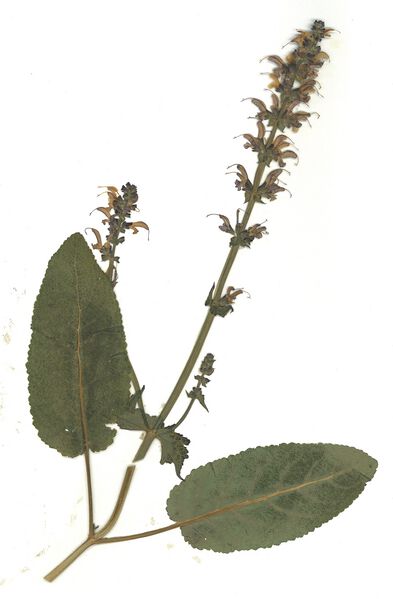 Datei:GHV Herbarium Wiesen-Salbei.jpg