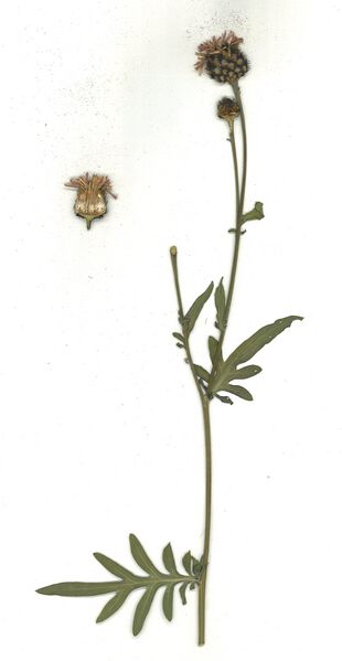Datei:GHV Herbarium Gemeine Flockenblume.jpg