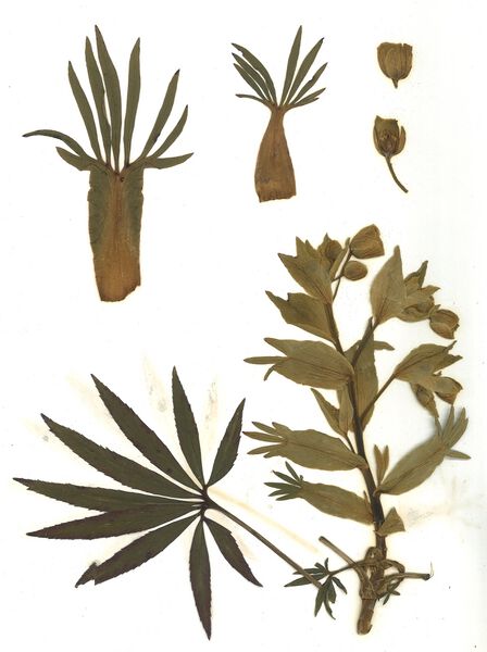 Datei:GHV Herbarium Stinkende Nieswurz.jpg