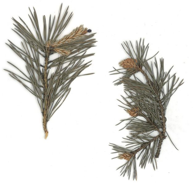 Datei:GHV Herbarium Waldkiefer.jpg