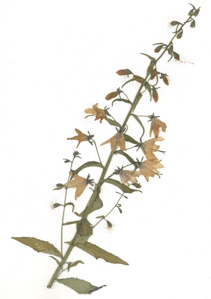 Datei:GHV Herbarium Acker-Glockenblume.jpg