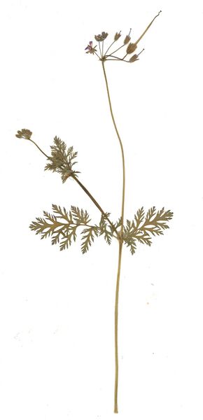 Datei:GHV Herbarium Schierlings-Reiherschnabel.jpg