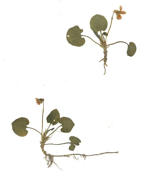 Datei:GHV Herbarium März-Veilchen.jpg