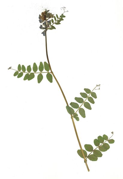 Datei:GHV Herbarium Zaun-Wicke.jpg