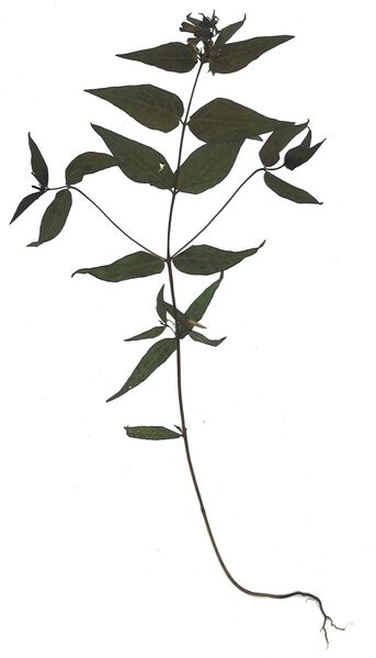 Datei:GHV Herbarium Wiesen-Wachtelweizen.jpg
