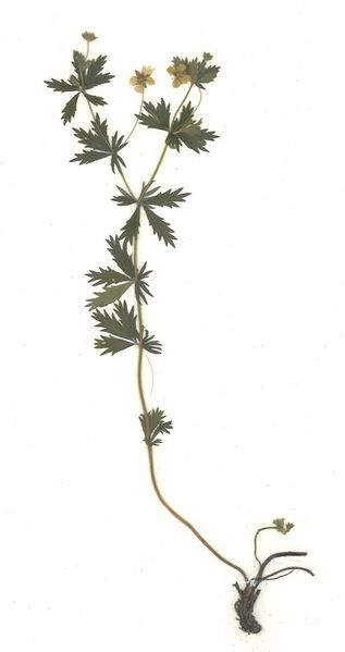 Datei:GHV Herbarium Aufrechtes Fingerkraut.jpg