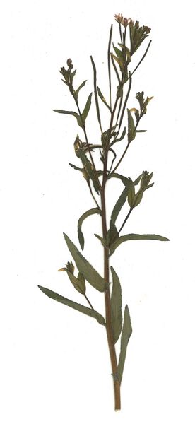 Datei:GHV Herbarium Kleinblütiges Weidenröschen.jpg