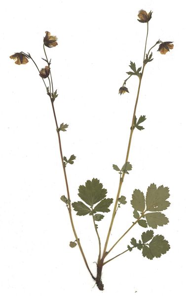 Datei:GHV Herbarium Bach-Nelkenwurz.jpg