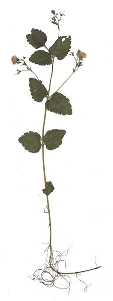 Datei:GHV Herbarium Großer Ehrenpreis.jpg