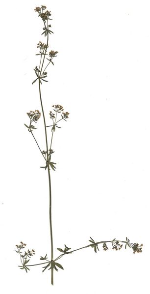 Datei:GHV Herbarium Wiesen-Labkraut.jpg