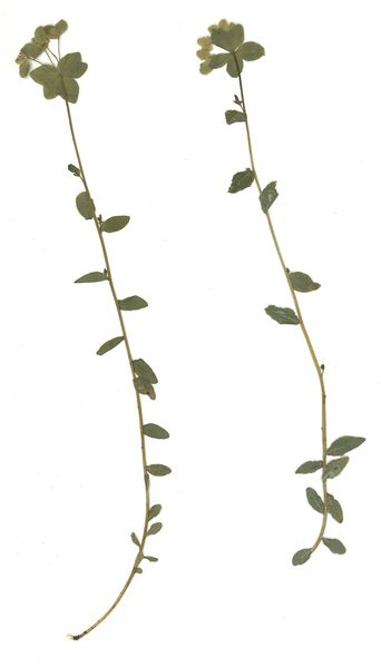 Datei:GHV Herbarium Sonnen-Wolfsmilch.jpg