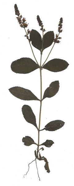 Datei:GHV Herbarium Wald-Ehrenpreis.jpg