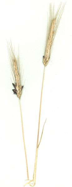 Datei:GHV Herbarium Purpurbrauner Mutterkornpilz.jpg