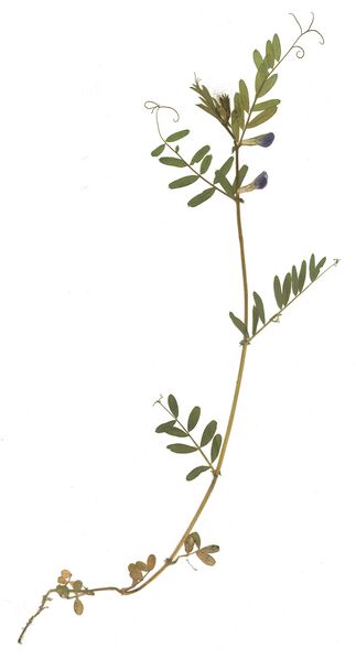 Datei:GHV Herbarium Schmalblättrige Wicke.jpg
