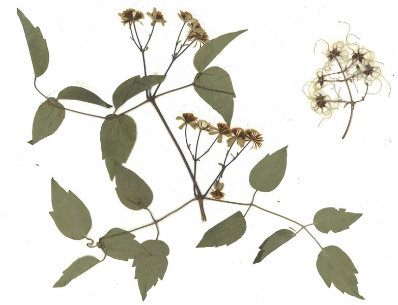 Datei:GHV Herbarium Gemeine Waldrebe.jpg