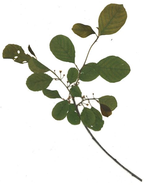 Datei:GHV Herbarium Faulbaum.jpg