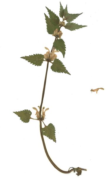 Datei:GHV Herbarium Weiße Taubnessel.jpg