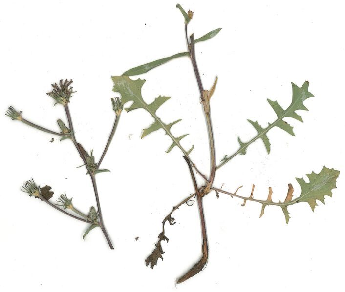 Datei:GHV Herbarium Gemeine Wegwarte.jpg