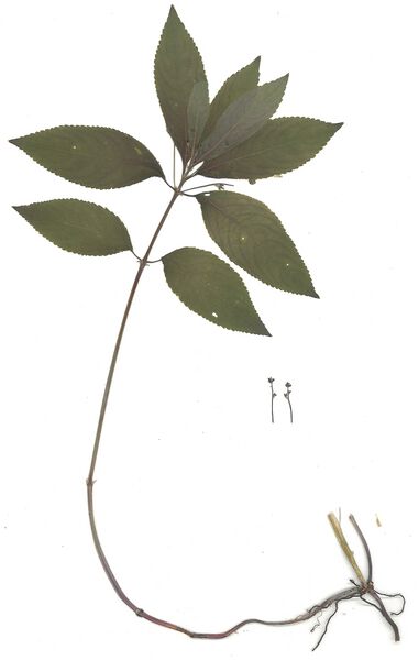 Datei:GHV Herbarium Wald-Bingelkraut.jpg