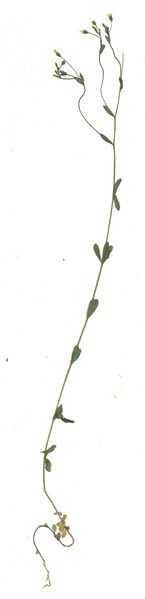 Datei:GHV Herbarium Purgier-Lein.jpg