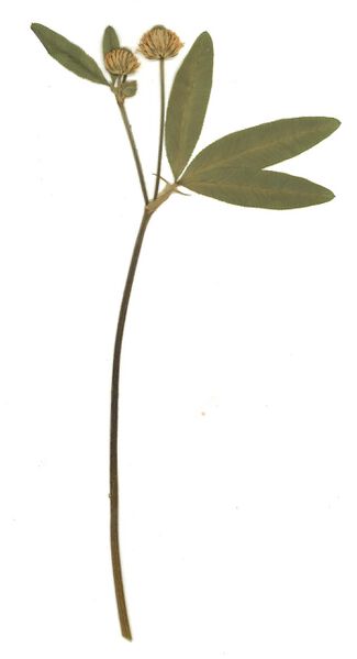 Datei:GHV Herbarium Berg-Klee.jpg