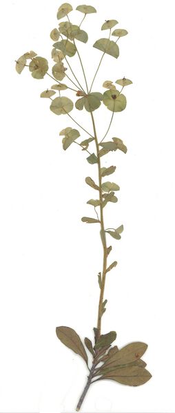 Datei:GHV Herbarium Mandelblättrige Wolfsmilch.jpg