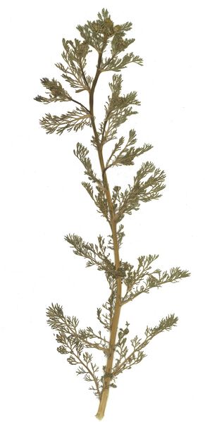 Datei:GHV Herbarium Strahllose Kamille.jpg