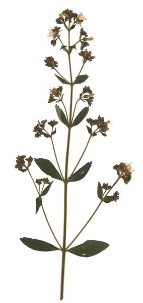 Datei:GHV Herbarium Behaartes Johanniskraut.jpg