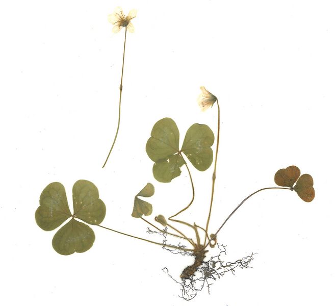 Datei:GHV Herbarium Wald-Sauerklee.jpg