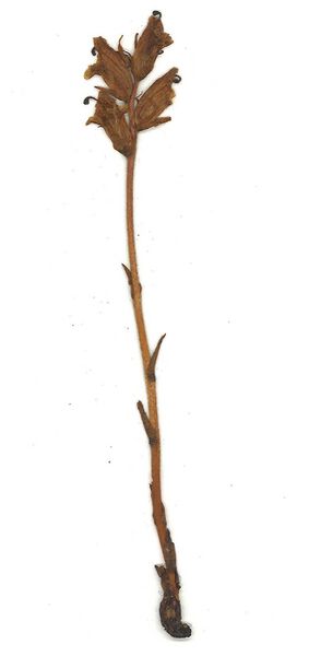 Datei:GHV Herbarium Quendel-Sommerwurz.jpg