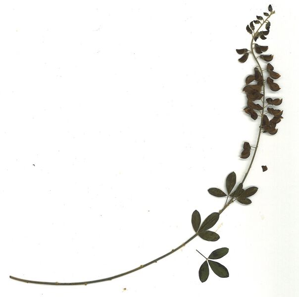 Datei:GHV Herbarium Schwarzwerdender Geißklee.jpg