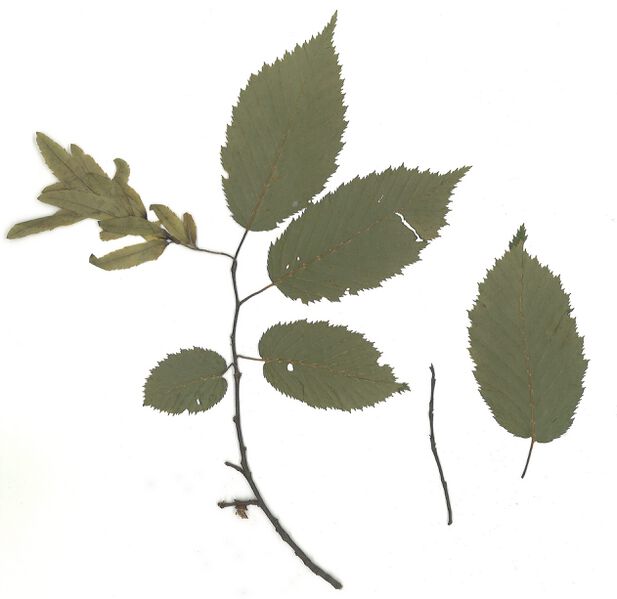Datei:GHV Herbarium Gemeine Hainbuche.jpg