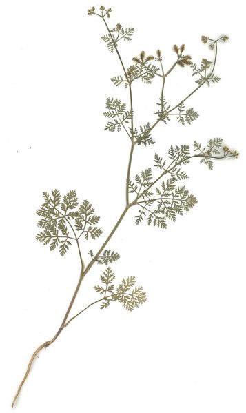 Datei:GHV Herbarium Kletten-Haftdolde.jpg