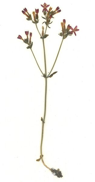 Datei:GHV Herbarium Ästiges Tausendgüldenkraut.jpg