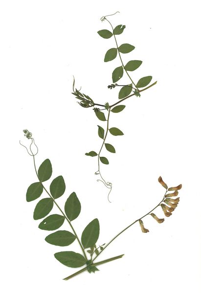Datei:GHV Herbarium Hecken-Wicke.jpg