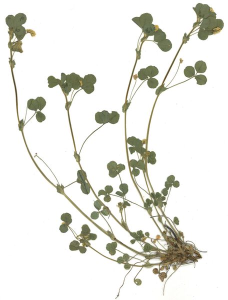 Datei:GHV Herbarium Hopfen-Klee.jpg