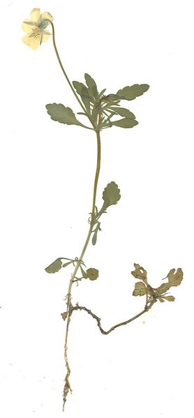 Datei:GHV Herbarium Acker-Stiefmütterchen.jpg