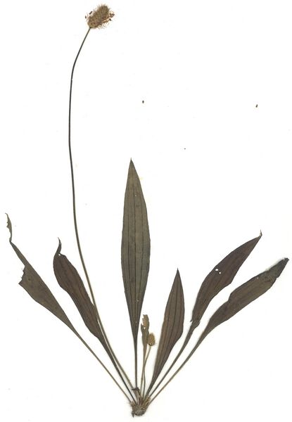 Datei:GHV Herbarium Spitz-Wegerich.jpg