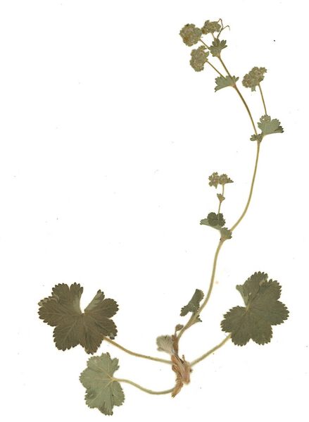 Datei:GHV Herbarium Gemeiner Frauenmantel.jpg