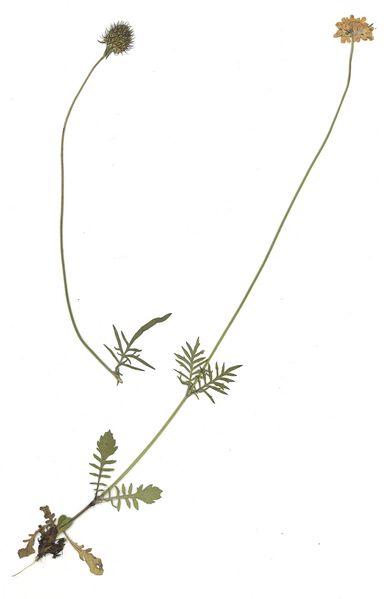 Datei:GHV Herbarium Tauben-Grindkraut.jpg