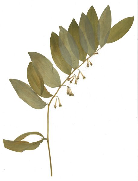 Datei:GHV Herbarium Vielblütige Weißwurz.jpg
