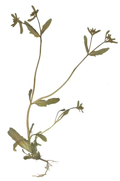 Datei:GHV Herbarium Kiel-Feldsalat.jpg