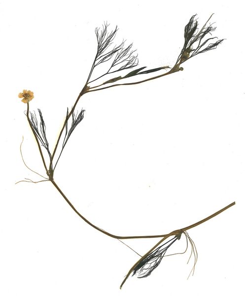 Datei:GHV Herbarium Flutender Hahnenfuß.jpg