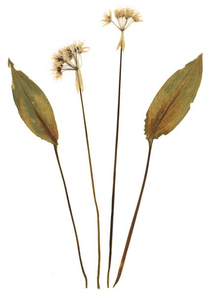 Datei:GHV Herbarium Bären-Lauch.jpg