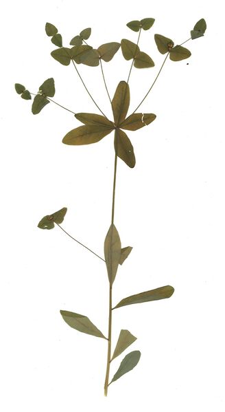 Datei:GHV Herbarium Süße Wolfsmilch.jpg