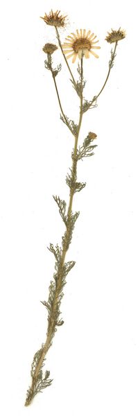 Datei:GHV Herbarium Duftlose Kamille.jpg