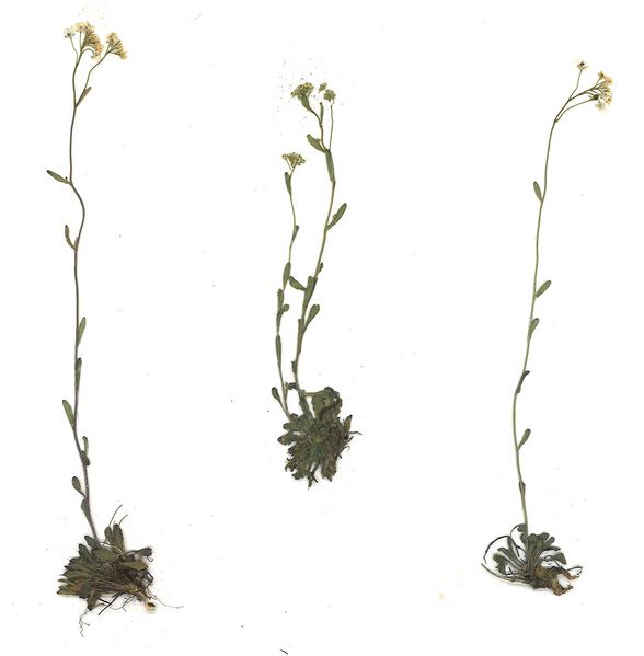 Datei:GHV Herbarium Felsen-Kugelschötchen.jpg