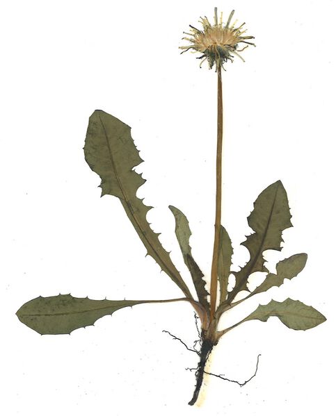 Datei:GHV Herbarium Gemeine Kuhblume, Löwenzahn.jpg
