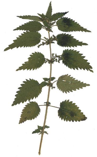 Datei:GHV Herbarium Kleine Brennessel.jpg