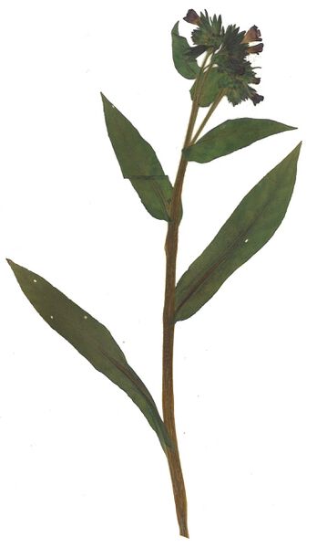 Datei:GHV Herbarium Berg-Lungenkraut.jpg